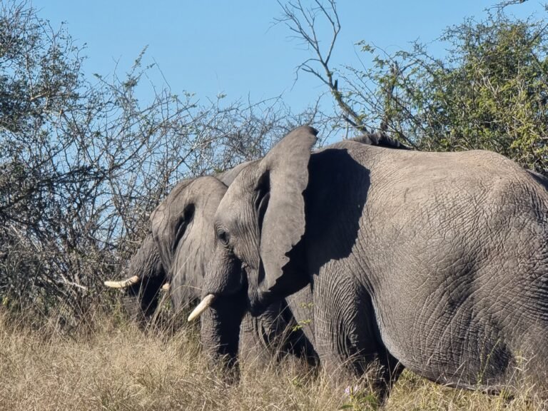Skukuza Rest Camp, Mbombela, Ehlanzeni, Mpumalanga, South Africa — July 3, 2022 · 12:03 PM