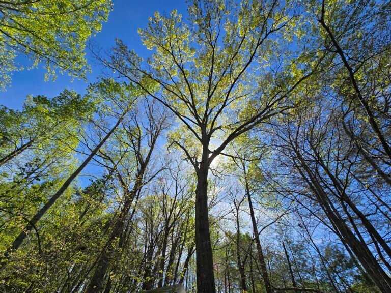 Mooresville, North Carolina, United States — April 7, 2024 · 7:19 PM
