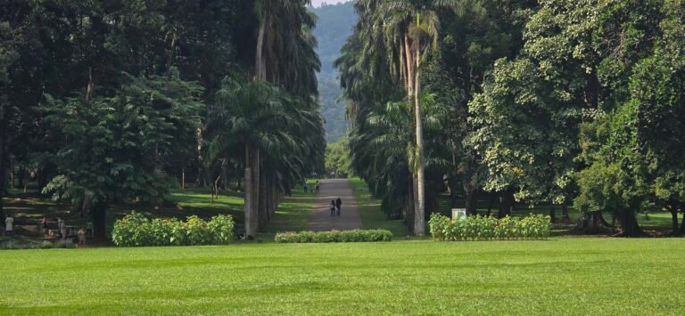 Kandy, Central Province, Sri Lanka — November 13, 2024 · 8:53 AM