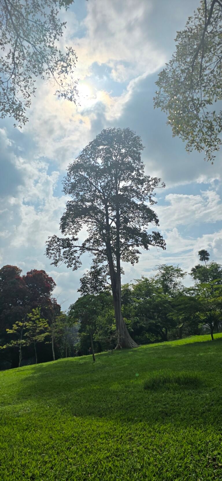 Kandy, Central Province, Sri Lanka — November 13, 2024 · 8:55 AM
