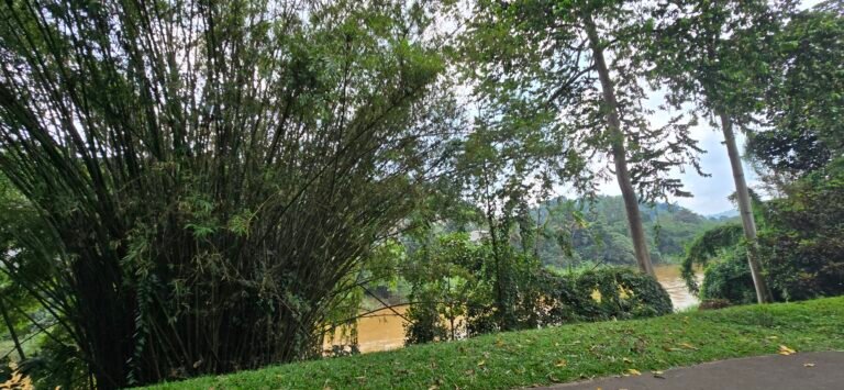 Kandy, Central Province, Sri Lanka — November 13, 2024 · 9:01 AM