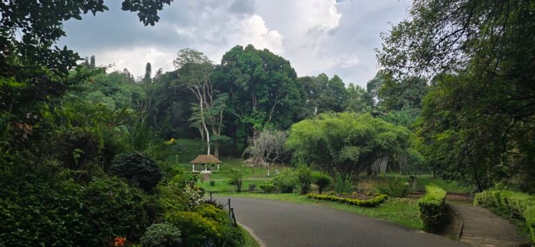 Kandy, Central Province, Sri Lanka — November 13, 2024 · 9:03 AM