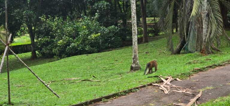 Kandy, Central Province, Sri Lanka — November 13, 2024 · 9:11 AM