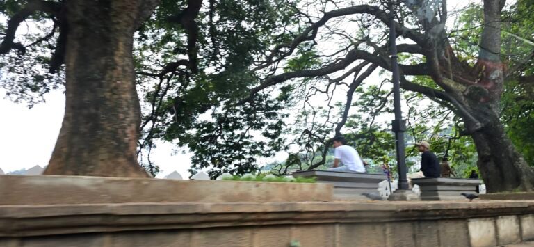 Kandy, Central Province, Sri Lanka — November 14, 2024 · 7:36 AM