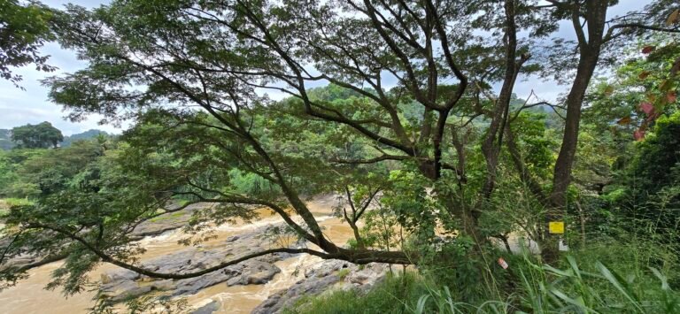 Kandy, Central Province, Sri Lanka — November 14, 2024 · 7:59 AM