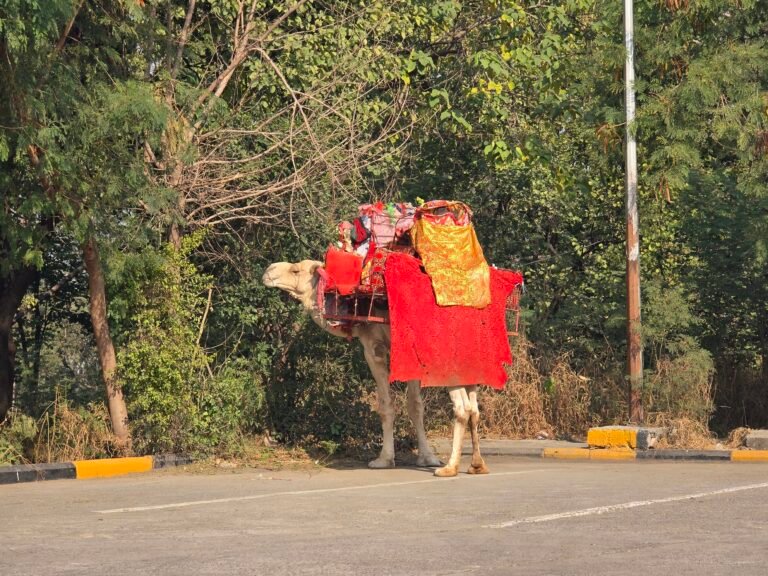Islamabad, Islamabad Capital Territory, Pakistan — November 28, 2025 · 5:43 AM