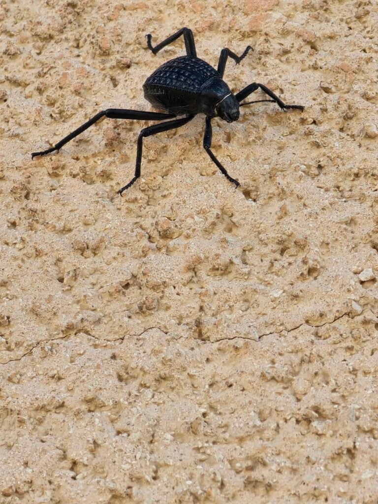 Al Mubarraz, Eastern Province, Saudi Arabia — February 18, 2026 · 12:37 PM