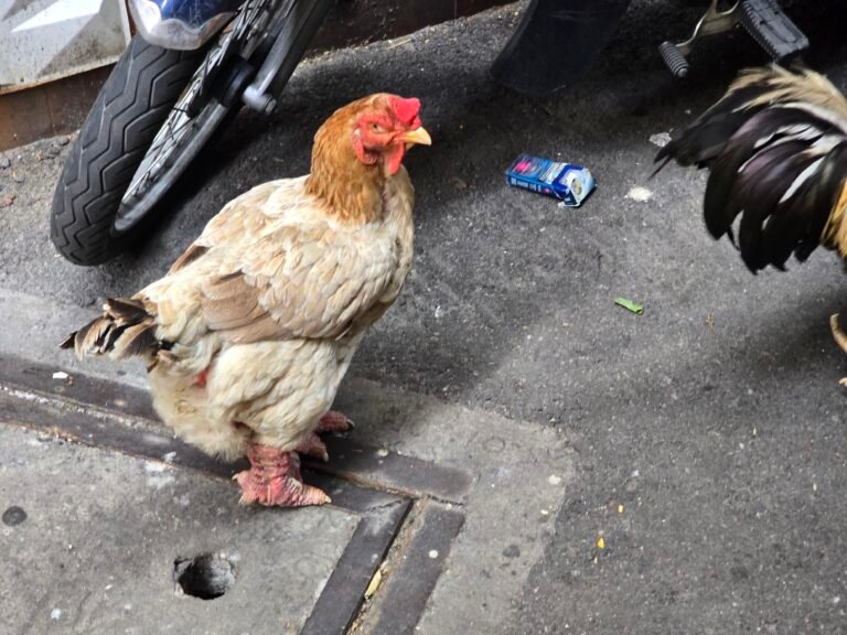 Ho Chi Minh City, Vietnam — March 16, 2026 · 7:43 AM
